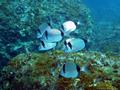 foto de buceo