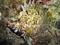 foto de buceo