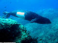 foto de buceo