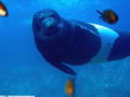foto de buceo