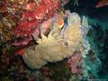 foto de buceo