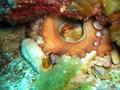 foto de buceo