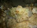 foto de buceo
