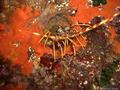 foto de buceo