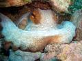 foto de buceo