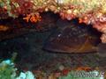 foto de buceo