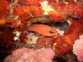 foto de buceo