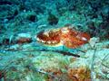 foto de buceo