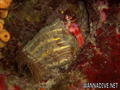 foto de buceo