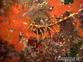 foto de buceo