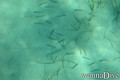 foto de buceo