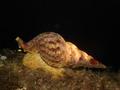 foto de buceo