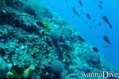 foto de buceo