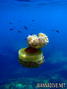 foto de buceo