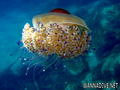 foto de buceo