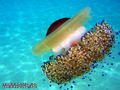 foto de buceo