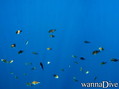 foto de buceo