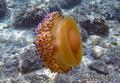 foto de buceo