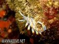 foto de buceo