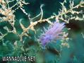 foto de buceo