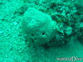 foto de buceo