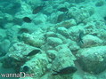 foto de buceo