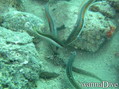 foto de buceo
