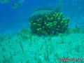foto de buceo