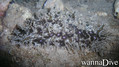 foto de buceo