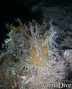 foto de buceo
