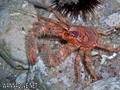 foto de buceo