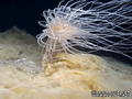 foto de buceo