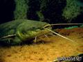 foto de buceo