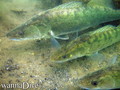 foto de buceo