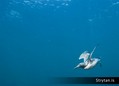 foto de buceo