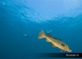foto de buceo