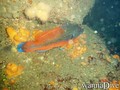 foto de buceo