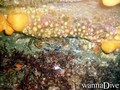 foto de buceo