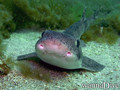 foto de buceo