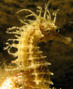 foto de buceo