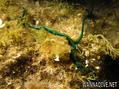 foto de buceo