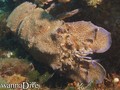 foto de buceo