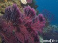 foto de buceo