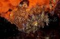 foto de buceo