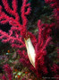 foto de buceo