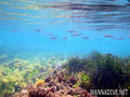 foto de buceo
