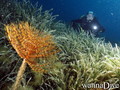 foto de buceo