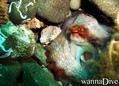 foto de buceo