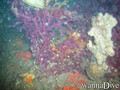 foto de buceo