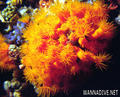 foto de buceo